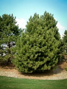 Сосна Чёрная (Pinus Nigra) купить по цене от 270.00р. в интернет-магазине «Посадика» с доставкой почтой в в Юрьевеце и по всей России – [изображение №1].