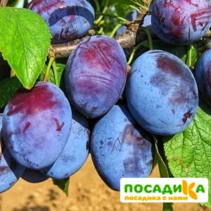 Слива Чачакская ранняя купить по цене от 229.00р. в интернет-магазине «Посадика» с доставкой почтой в в Юрьевеце и по всей России – [изображение №1].