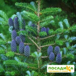 Пихта корейская (Abies koreana) купить по цене от 450.00р. в интернет-магазине «Посадика» с доставкой почтой в в Юрьевеце и по всей России – [изображение №1].