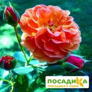 Роза Арабия купить по цене от 350.00р. в интернет-магазине «Посадика» с доставкой почтой в в Юрьевеце и по всей России – [изображение №1].