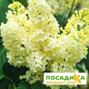 Сирень Примроуз (Primrose) купить по цене от 529.00р. в интернет-магазине «Посадика» с доставкой почтой в в Юрьевеце и по всей России – [изображение №1].