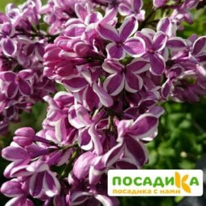 Сирень Сенсация купить по цене от 529.00р. в интернет-магазине «Посадика» с доставкой почтой в в Юрьевеце и по всей России – [изображение №1].