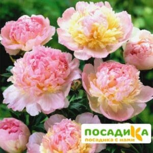 Пион Распберри Сандей (Paeonia Raspberry Sundae) купить по цене от 959р. в интернет-магазине «Посадика» с доставкой почтой в в Юрьевеце и по всей России – [изображение №1].