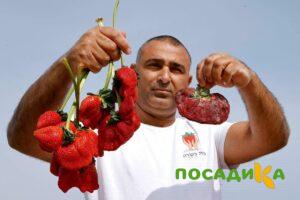 Клубника Гигант Джорнея купить по цене от 266р. в интернет-магазине «Посадика» с доставкой почтой в в Юрьевеце и по всей России – [изображение №1].