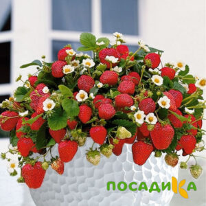 Клубника Рубиновый Шепот (горшечная) купить по цене от 240р. в интернет-магазине «Посадика» с доставкой почтой в в Юрьевеце и по всей России – [изображение №1].