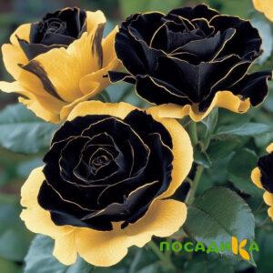Роза Ханни Сикл купить по цене от 700р. в интернет-магазине «Посадика» с доставкой почтой в в Юрьевеце и по всей России – [изображение №1].