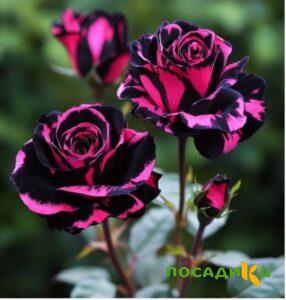 Роза Багровый Шепот купить по цене от 366р. в интернет-магазине «Посадика» с доставкой почтой в в Юрьевеце и по всей России – [изображение №1].