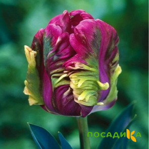 Тюльпан Экзотик Хэвен купить по цене от 186р. в интернет-магазине «Посадика» с доставкой почтой в в Юрьевеце и по всей России – [изображение №1].