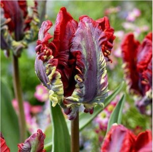 Тюльпан Рококо купить по цене от 350р. в интернет-магазине «Посадика» с доставкой почтой в в Юрьевеце и по всей России – [изображение №1].