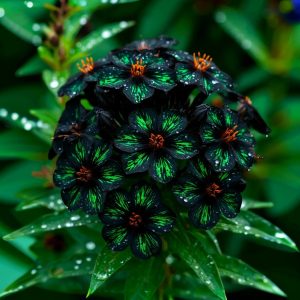 Флокс Ривьера купить по цене от 299р. в интернет-магазине «Посадика» с доставкой почтой в в Юрьевеце и по всей России – [изображение №1].