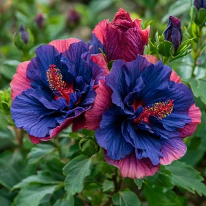 Гибискус Роуз Шайн купить по цене от 360р. в интернет-магазине «Посадика» с доставкой почтой в в Юрьевеце и по всей России – [изображение №1].