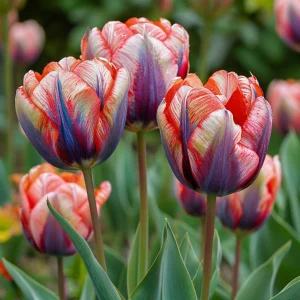 Тюльпан Эбисан Грэйс купить по цене от 217р. в интернет-магазине «Посадика» с доставкой почтой в в Юрьевеце и по всей России – [изображение №1].