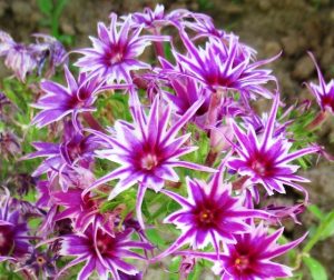 Флокс Звездное Кружево купить по цене от 361р. в интернет-магазине «Посадика» с доставкой почтой в в Юрьевеце и по всей России – [изображение №1].